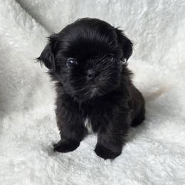 Red Collar - Black male Shih Tzu puppy in Waynesboro, Pennsylvania from Big Win Shih Tzus