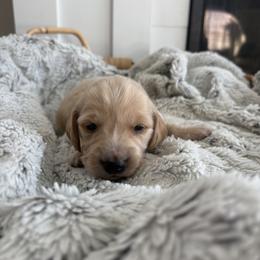 Eeyore - Cream male Dachshund puppy in Vancouver, Washington from Cascade Minis