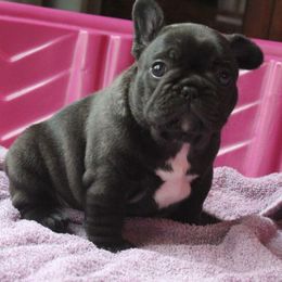 French Bulldog Puppies from Yukon Golden Retrievers and French Bulldogs