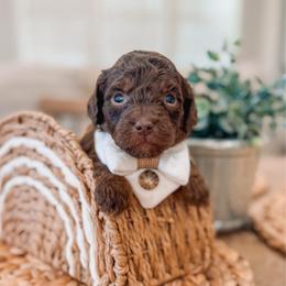 Archie - Chocolate male Goldendoodle puppy in Iola, Texas from Supreme Doodles of Texas