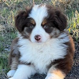 Boy 2 - Red tri-color male Miniature American Shepherd puppy in Cache, Oklahoma from Southern Charm Mini Aussies