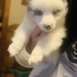 American Corgi, Miniature Australian Shepherd, and Pembroke Welsh Corgi Puppies from Rafter C Aussies & Corgis