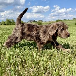 Aussiedoodle, Labradoodle, and Sheepadoodle Puppies from Boxcar Doodles and Poodles