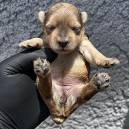 Summer - Wheaten female Miniature Schnauzer puppy in Menifee, California from Moonshine’s Minis