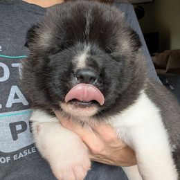 Girl 1 - Silver, black overlay female Akita puppy in South Carolina from Sierra Mountain Akitas
