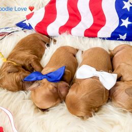 Goldendoodle Puppies from Doodle Love ❤️ Goldendoodle puppies