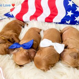 Goldendoodle Puppies from Doodle Love ❤️ Goldendoodle puppies