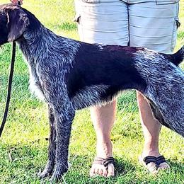 Birdie - German Wirehaired Pointer