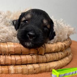 Boy 1 - Green Collar - Pepper and salt male Giant Schnauzer puppy in St George, Utah from Schnauzer Ranch