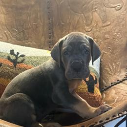 Pink collar - Blue female Great Dane puppy in Ider, Alabama from Sand Mountain Danes LLC
