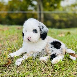 Bernedoodle and Pyredoodle Puppies from FDF Pyredoodles & Bernedoodles