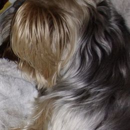 Maltese, Shih Tzus, and Yorkshire Terriers from Puppy Love