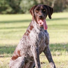 Annie - German Shorthaired Pointer