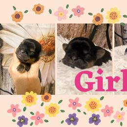 Poppins - Black and tan female Shih Tzu puppy in Bethpage, Tennessee from Tennessee's Treasured Shih Tzus
