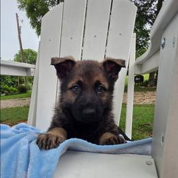Ford - Sable male German Shepherd puppy in Cave City, Arkansas from Bayou Valley Shepherds and American Hunt Terriers