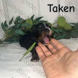 Green Boy (Guinness) - Piebald male Dachshund puppy in Yuba City, California from Simpson Dachshunds