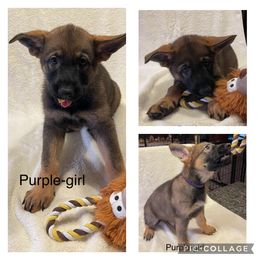 German Shepherd Puppies from Georgene German Shepherds