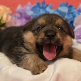 Queso - Black and tan male Companion Cross puppy in Austin, Texas from Cutest Corgi's of Austin