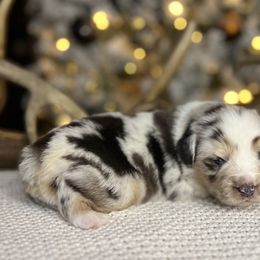 Miniature Australian Shepherd Puppies from Quartz Creek Aussies