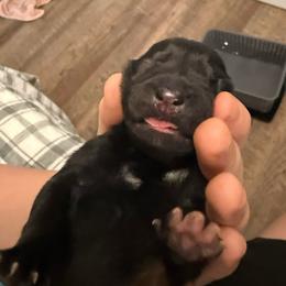 Purple - Fawn sable female Belgian Malinois puppy in Boise, Idaho from Wings of Freedom Retrievers and Malinois