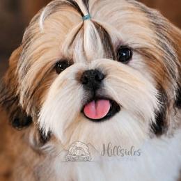 Maverick - Gold and white male Shih Tzu puppy in Sanger, California from Hillsides Shih-Tzu