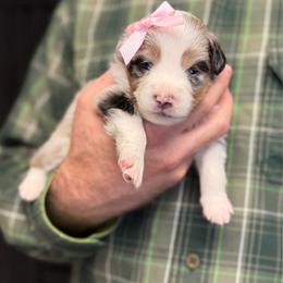 Toy Australian Shepherd puppies from Iron Spirit Homestead & Aussies
