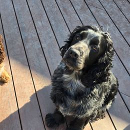 English Springer Spaniels from Chappell Hill Springers