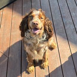 English Springer Spaniels from Chappell Hill Springers