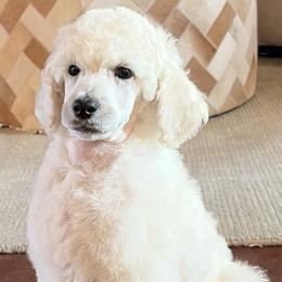 Poodle puppies from Targa Poodles