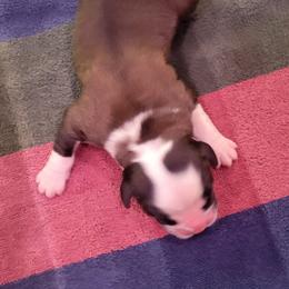 Hezekiah - Brown and white male Saint Bernard puppy in Lowpoint, Illinois from Minnie's Majestic Saints