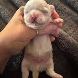Boy 4 - Cream and white male Shih Tzu puppy in Lakeland, Florida from The Townsend Tzu