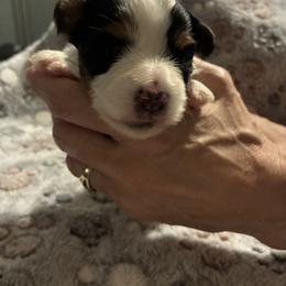 Biewer Terrier Puppies from Moonshadow Biewer Terriers