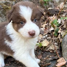 Hunter - Red tri-color male Australian Shepherd puppy in Grants Pass, Oregon from Carmel Mountain Aussies