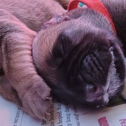 Bullmastiff Puppies from Sunny Beach Bullmastiffs
