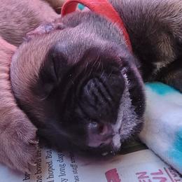 Bullmastiff Puppies from Sunny Beach Bullmastiffs