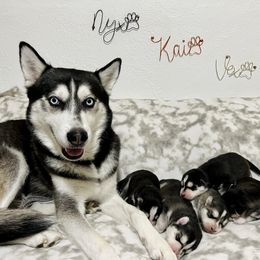 Maltese and Siberian Husky Puppies from Nyx’s Pack