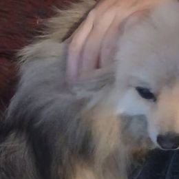 Pomeranians from Michelle's Poms