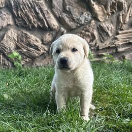 Ugg- white collar - Yellow female Labrador Retriever puppy in Isanti, Minnesota from Four Corners Family Labs