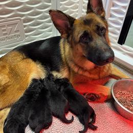 Pearl - Black and red female German Shepherd puppy in Warwick, Rhode Island from Karma Kennels