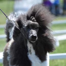 Poodles from Faksa Standard Poodles
