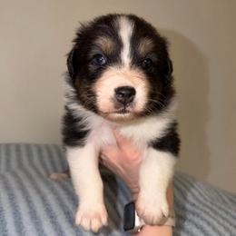 Brooks - Black tri-color male Australian Shepherd puppy in Anniston, Alabama from All Hale Aussies