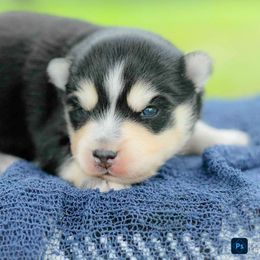 River - Black and white male Pomsky puppy in Bremen, Indiana from AMS Pomeranians and Pomskies in Indiana