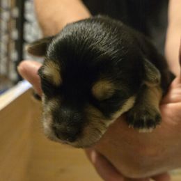 Gabe - Black & tan tri-color male Morkie puppy in Forest City, Iowa from Weiss's Puppies