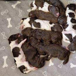 Australian Labradoodle and Poodle Puppies from Oodles of Doodles and some Poodles