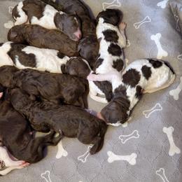 Australian Labradoodle and Poodle Puppies from Oodles of Doodles and some Poodles
