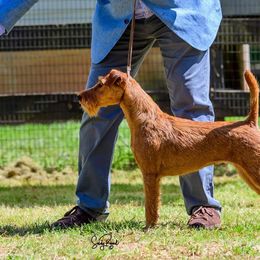 Irish Terriers from Jeanette Lovett
