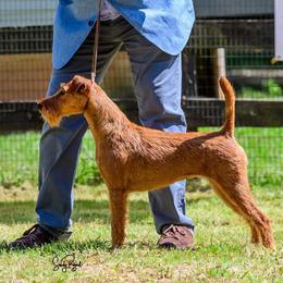 Irish Terriers from Jeanette Lovett