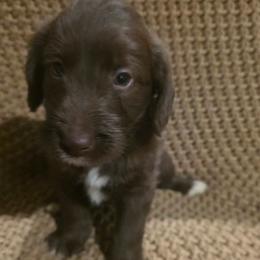 Coco girl 2 - Chocolate female Labradoodle puppy in Churchill County Fallon, Nevada from Card Family Ranch