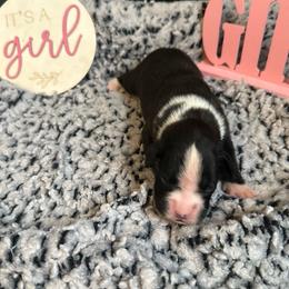Girl 2 - Brindle female Boxer puppy in Lakeland, Florida from Cote's Boxers