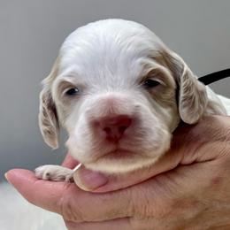 Tramp - Red roan male Cockapoo puppy in Mocksville, North Carolina from Little Bear Doodles